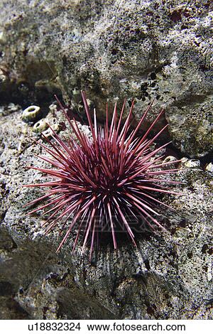 Underwater sea urchin in aquarium in Lisbon, Spain View Large Photo Image Picture - Underwater sea urchin in aquarium in Lisbon, Spain. Fotosearch