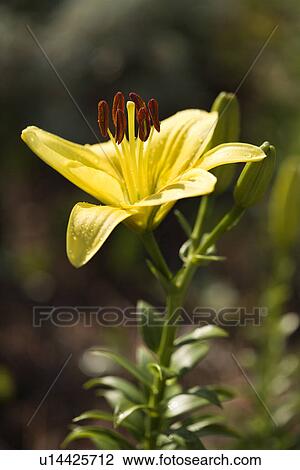 Yellow daylily plant and bloom View Large Photo Image Stock Image - Yellow daylily plant and bloom. Fotosearch