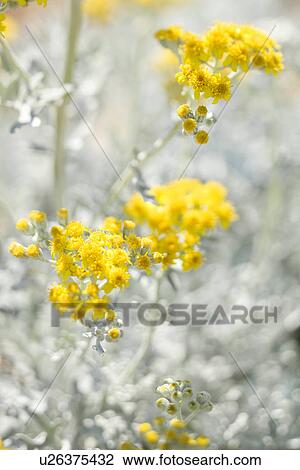 Yellow flowering plant. View Large Photo Image Stock Image - Yellow flowering plant.. Fotosearch