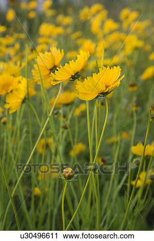 Stock Image - Yellow flowers growing wild. Fotosearch