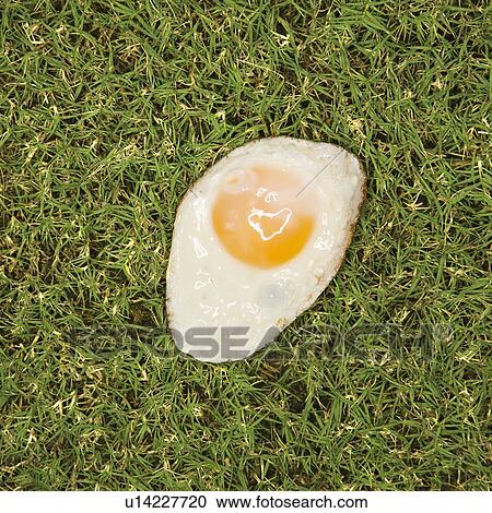 Fried egg in grass View Large Photo Image Stock Image - Fried egg in grass. Fotosearch