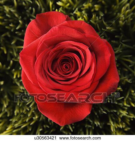 Stock Image - Single red rose growing out of artificial green grass.. Fotosearch