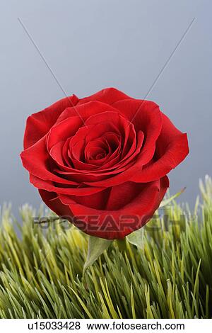 Stock Photo - Single red rose growing out of artificial green grass.. Fotosearch
