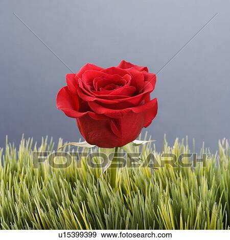Stock Photo - Single red rose growing out of artificial green grass. Fotosearch