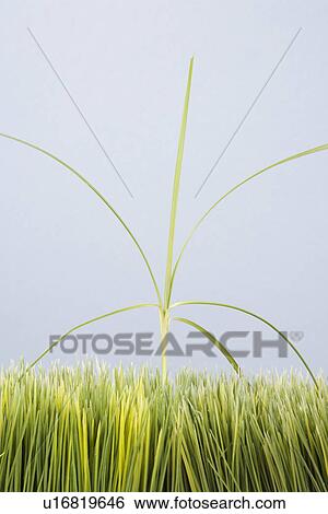 Single tall grass sprout standing out of manicured lawn. View Large Photo Image Stock Photograph - Single tall grass sprout standing out of manicured lawn.. Fotosearch