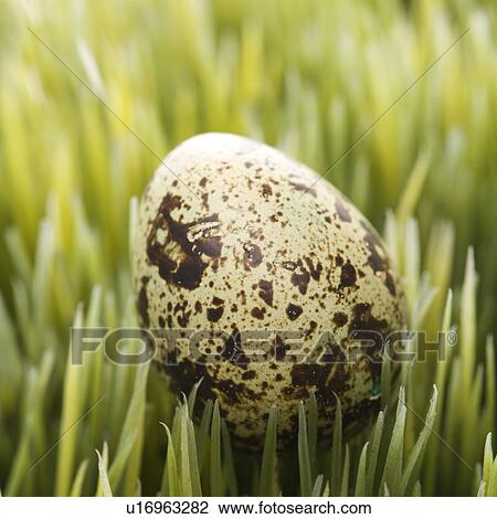 Speckled egg on grass View Large Photo Image Stock Image - Speckled egg on grass. Fotosearch