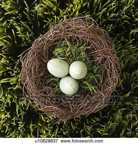 Speckled eggs in nest on grass View Large Photo Image Stock Photo - Speckled eggs in nest on grass. Fotosearch