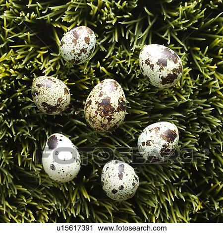 Stock Image - Speckled eggs on grass.. Fotosearch