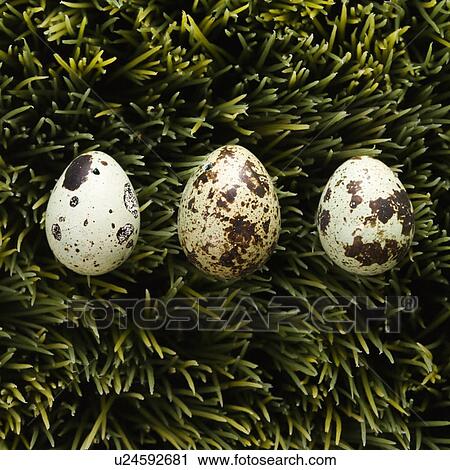 Speckled eggs on grass View Large Photo Image Stock Image - Speckled eggs on grass. Fotosearch