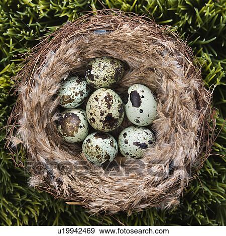 Stock Photo - Still life of speckled eggs in nest.. Fotosearch