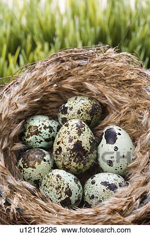 Still life of speckled eggs in nest. View Large Photo Image Stock Photography - Still life of speckled eggs in nest.. Fotosearch