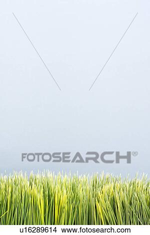 Strip of artificial green grass against blue background. View Large Photo Image Picture - Strip of artificial green grass against blue background.. Fotosearch