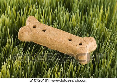 Studio shot of a dog treat laying in grass View Large Photo Image Stock Image - Studio shot of a dog treat laying in grass. Fotosearch
