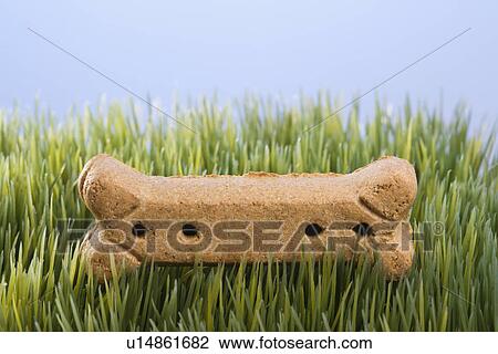 Studio shot of a dog treat laying in grass. View Large Photo Image Stock Image - Studio shot of a dog treat laying in grass.. Fotosearch