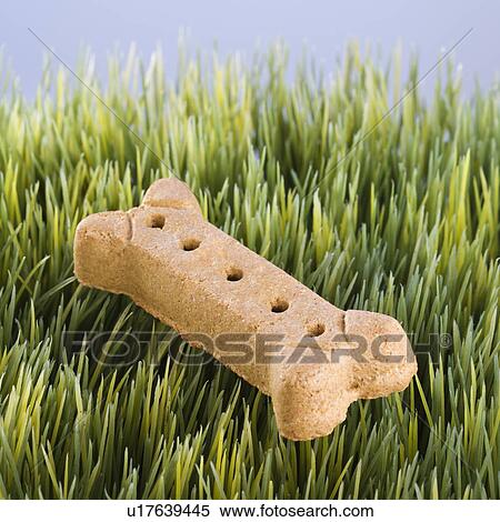 Studio shot of a dog treat laying in grass. View Large Photo Image Stock Photography - Studio shot of a dog treat laying in grass.. Fotosearch