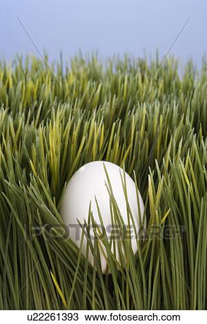 Studio shot of a white egg buried in grass. View Large Photo Image Stock Image - Studio shot of a white egg buried in grass.. Fotosearch