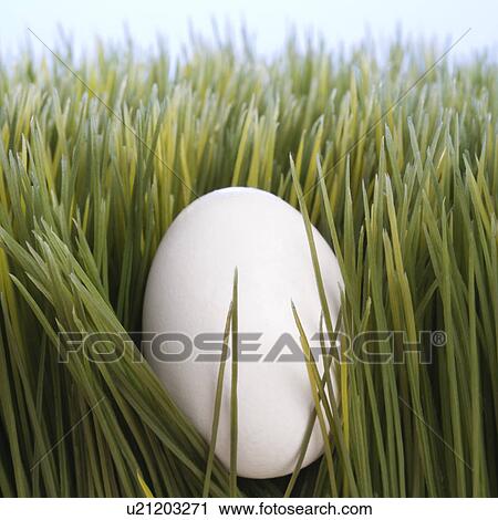 Studio shot of a white egg laying in grass. View Large Photo Image Stock Image - Studio shot of a white egg laying in grass.. Fotosearch
