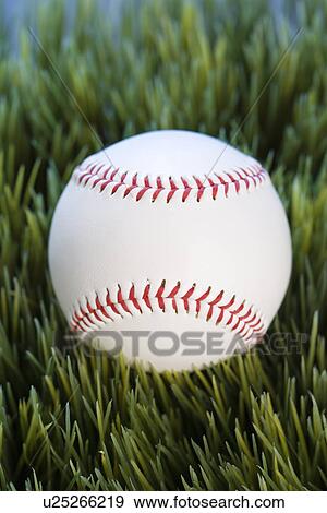 Studio shot of baseball resting in grass View Large Photo Image Stock Photo - Studio shot of baseball resting in grass. Fotosearch