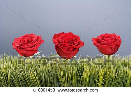 Stock Image - Three red roses growing out of artificial green grass.. Fotosearch
