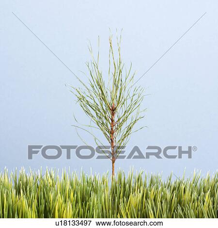 Stock Photo - Tiny pine sapling growing in strip of artificial green grass against blue background.. Fotosearch
