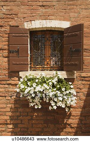 Stock Image - Basket of white petunias hanging from window sill. Fotosearch