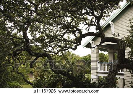 House with live oak tree. View Large Photo Image Stock Photograph - House with live oak tree.. Fotosearch