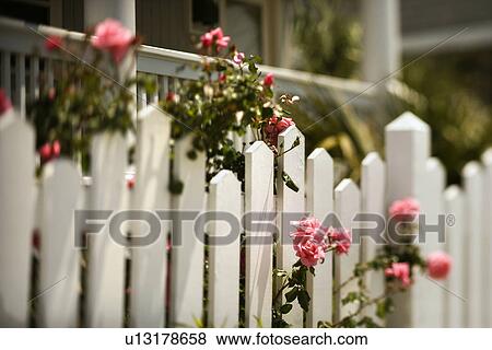 Stock Photo - Pink roses growing over white picket fence.. Fotosearch