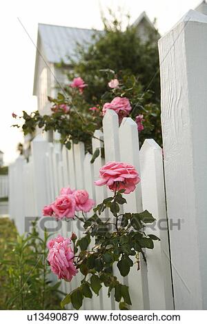 Pink roses growing over white picket fence View Large Photo Image Stock Photo - Pink roses growing over white picket fence. Fotosearch
