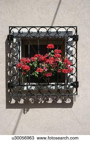 Potted red geraniums peeking through iron bars on sunny window sill. View Large Photo Image Stock Image - Potted red geraniums peeking through iron bars on sunny window sill.. Fotosearch
