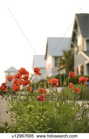 Red poppy flowers in front of houses View Large Photo Image Stock Photography - Red poppy flowers in front of houses. Fotosearch