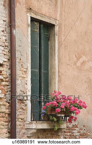 Window with closed shutters and geranium flowers in Venice, Italy View Large Photo Image Stock Image - Window with closed shutters and geranium flowers in Venice, Italy. Fotosearch