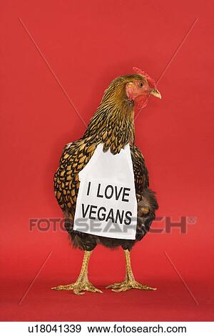 Stock Photo - Golden Laced Wyandotte chicken wearing sign reading I love vegans. Fotosearch
