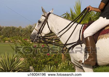 dubai, horse, riding, sport View Large Photo Image Stock Photograph - dubai, horse, riding, sport. Fotosearch