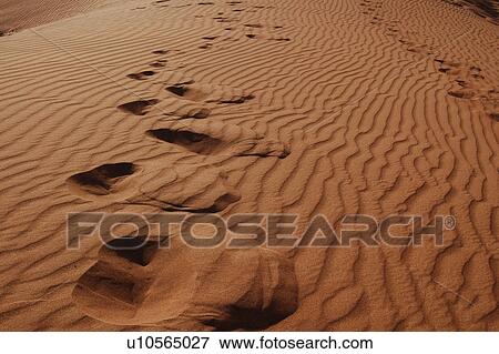 Stock Photo - desert, dune, foot, steps, footstep. Fotosearch