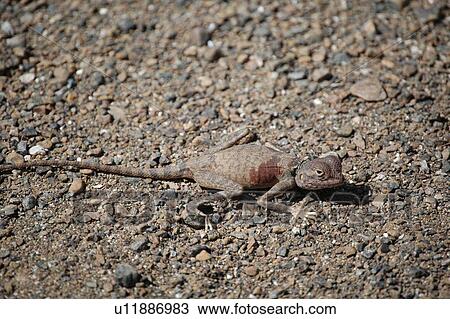 Stock Image - desert, lezard. Fotosearch