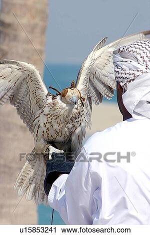 arab, lifestyle, eagle, falcon, bird, arabic View Large Photo Image Stock Image - arab, lifestyle, eagle, falcon, bird, arabic. Fotosearch