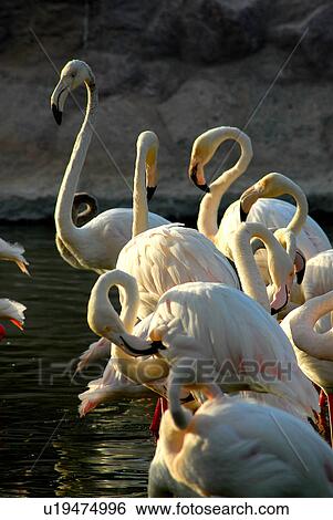 Stock Photograph - bahrain, areen, birds, bird. Fotosearch