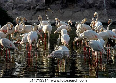 Picture - bird, areen, bahrain. Fotosearch