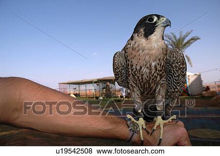 Stock Photo - bird, arm, falcon, eagle. Fotosearch