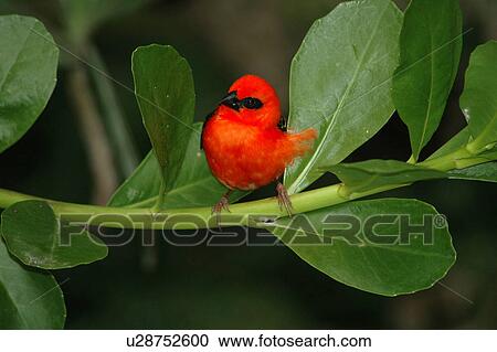 Stock Image - bird, bahrain. Fotosearch