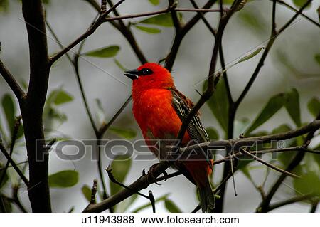 Stock Photo - bird, bahrain. Fotosearch