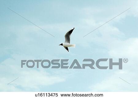 Stock Photography - bird, blue, sky, clear, flying. Fotosearch