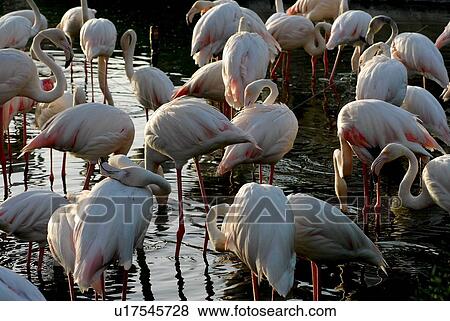 Stock Photo - bird, canard. Fotosearch