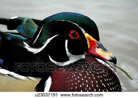 Stock Image - bird, colourful. Fotosearch