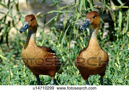 Stock Photo - bird, colourful. Fotosearch