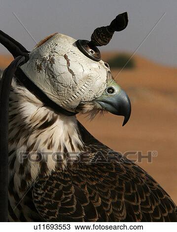 Stock Image - bird, falcon, eagle, head, hidden. Fotosearch