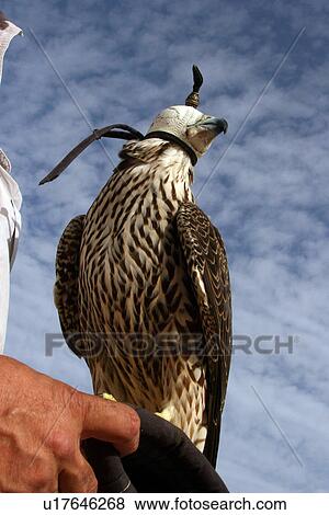 Stock Photo - bird, falcon, eagle, head, hidden. Fotosearch