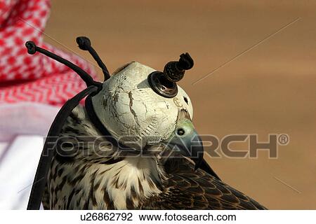 Stock Image - bird, falcon, eagle, traditional, sport, lifestyle. Fotosearch