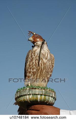 bird, falcon View Large Photo Image Picture - bird, falcon. Fotosearch