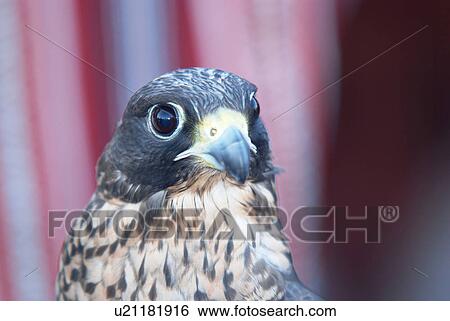 bird, falcon View Large Photo Image Stock Photograph - bird, falcon. Fotosearch